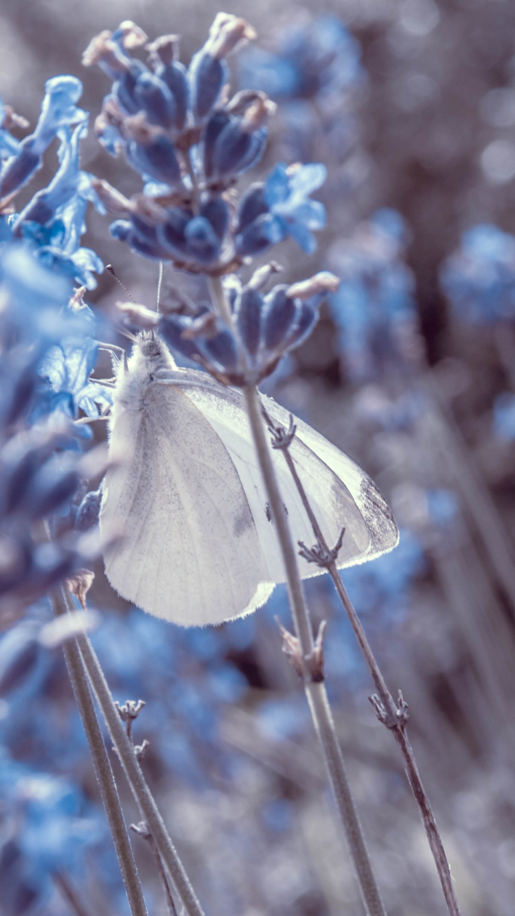 Fleurs Bleues Avec Des Feuilles Vertes. Wallpaper in 750x1334 Resolution