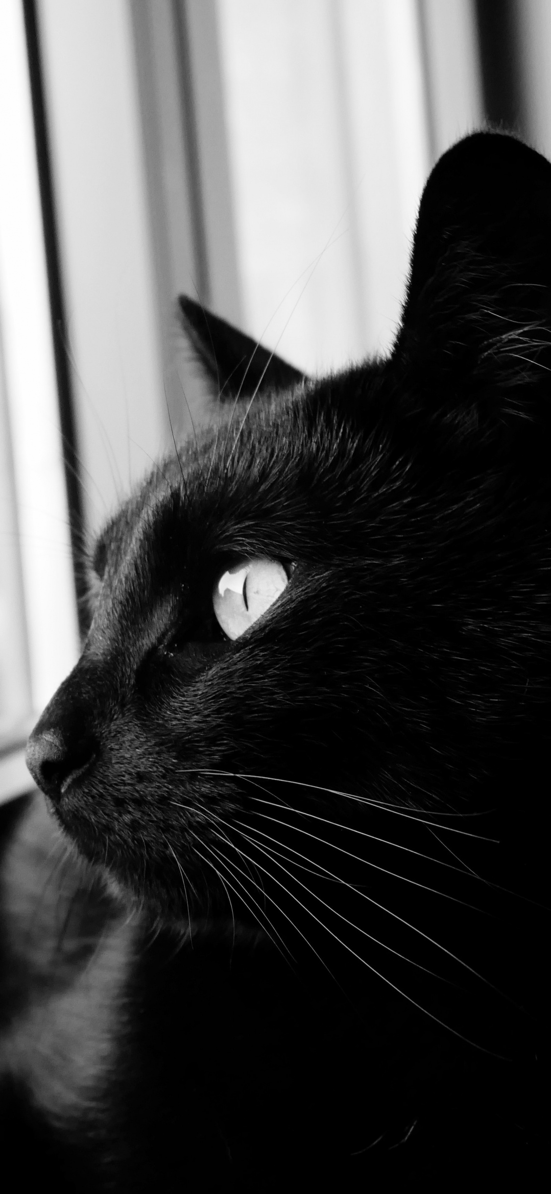 Black Cat Looking at The Window. Wallpaper in 1125x2436 Resolution