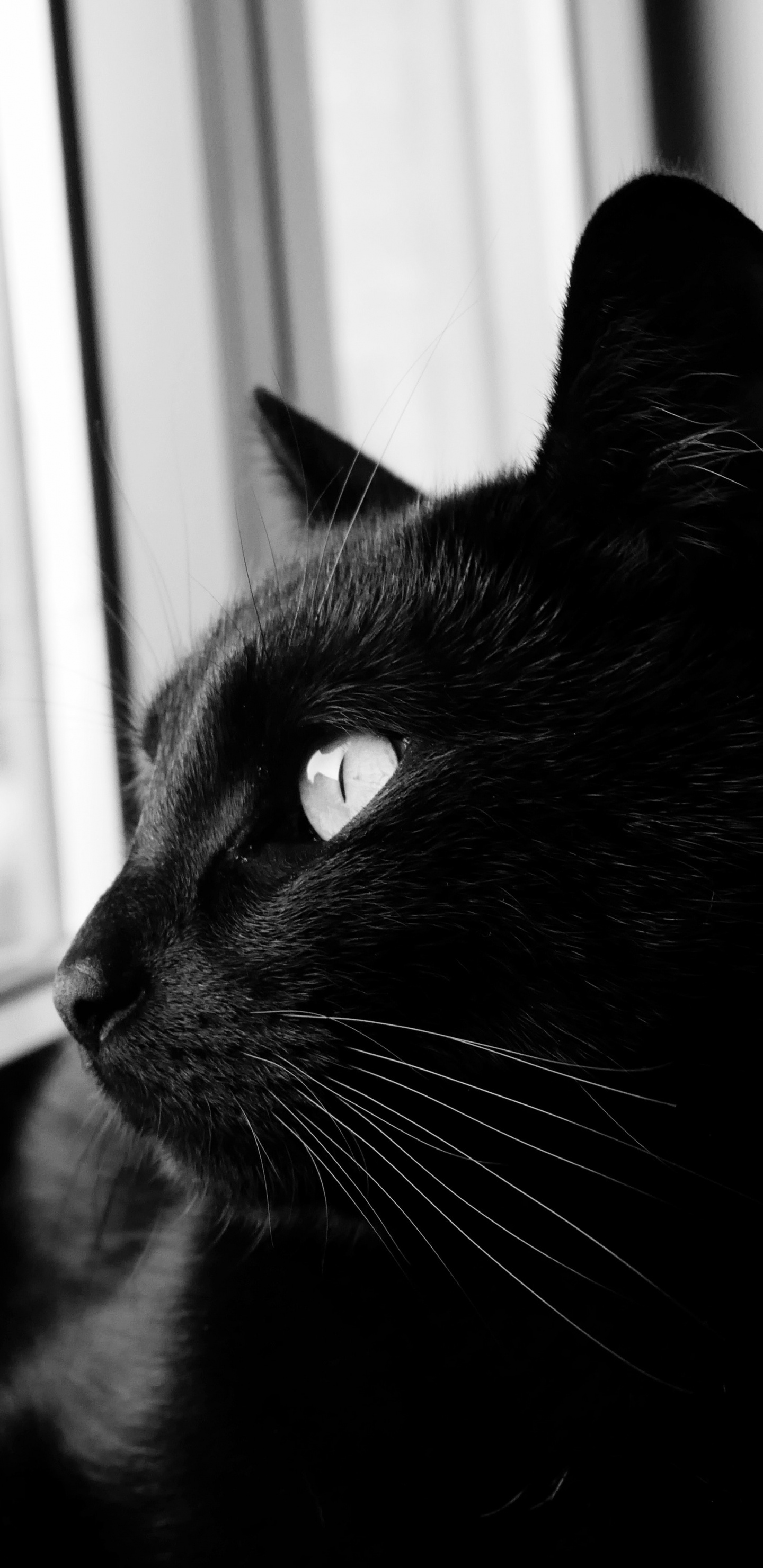 Black Cat Looking at The Window. Wallpaper in 1440x2960 Resolution