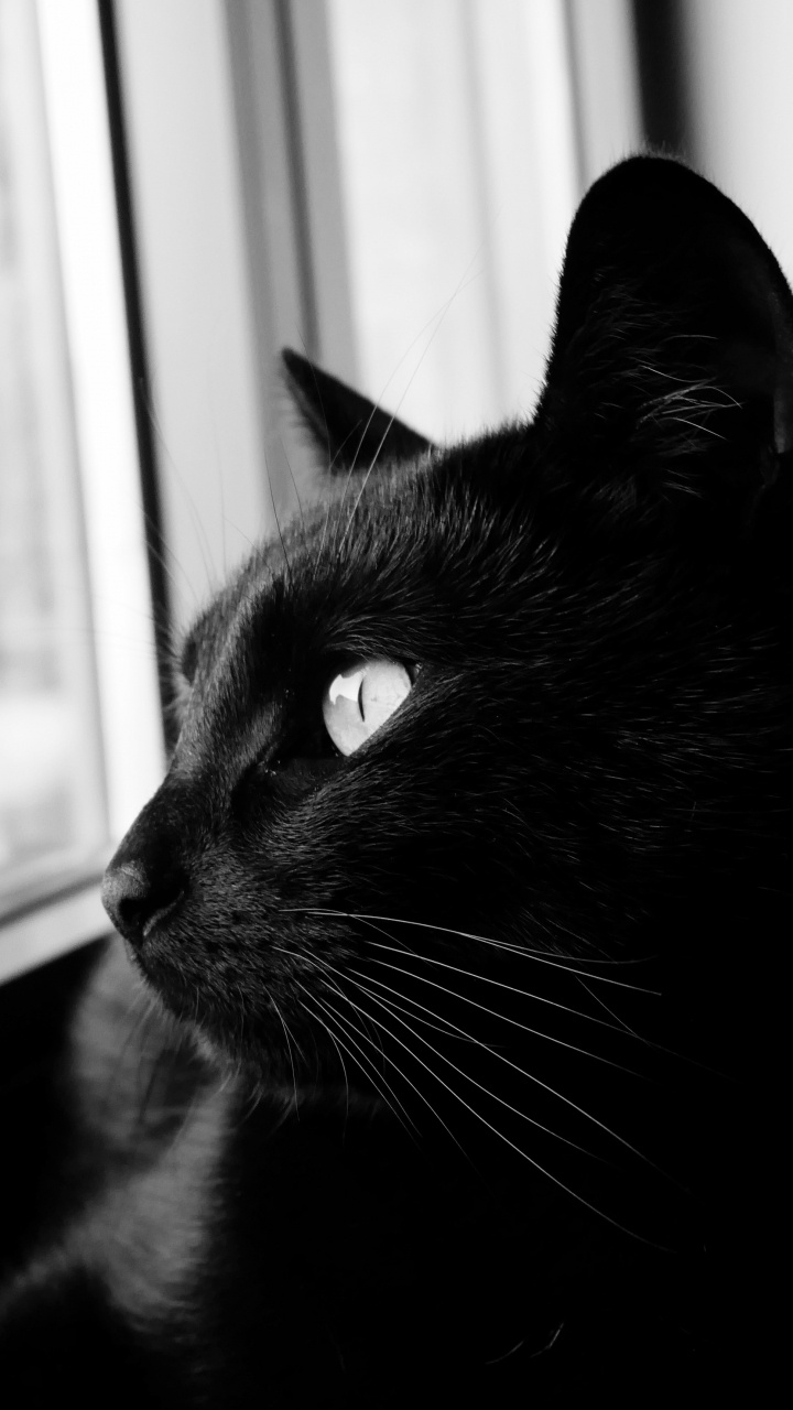 Black Cat Looking at The Window. Wallpaper in 720x1280 Resolution