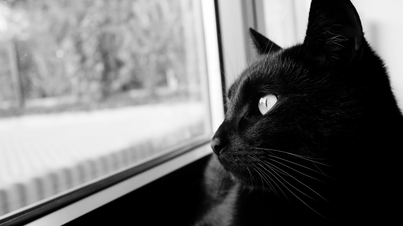 Gato Negro Mirando Por la Ventana. Wallpaper in 1366x768 Resolution