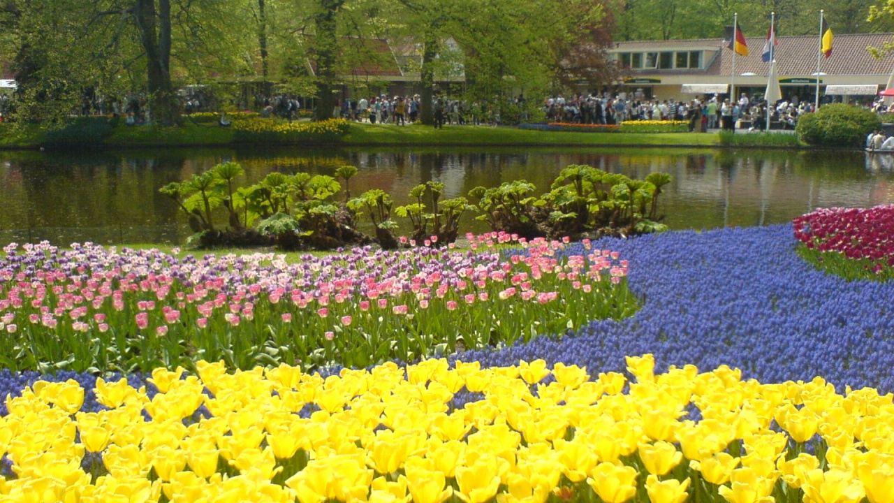 Gelbe Blumen in Der Nähe Von Gewässern Tagsüber. Wallpaper in 1280x720 Resolution