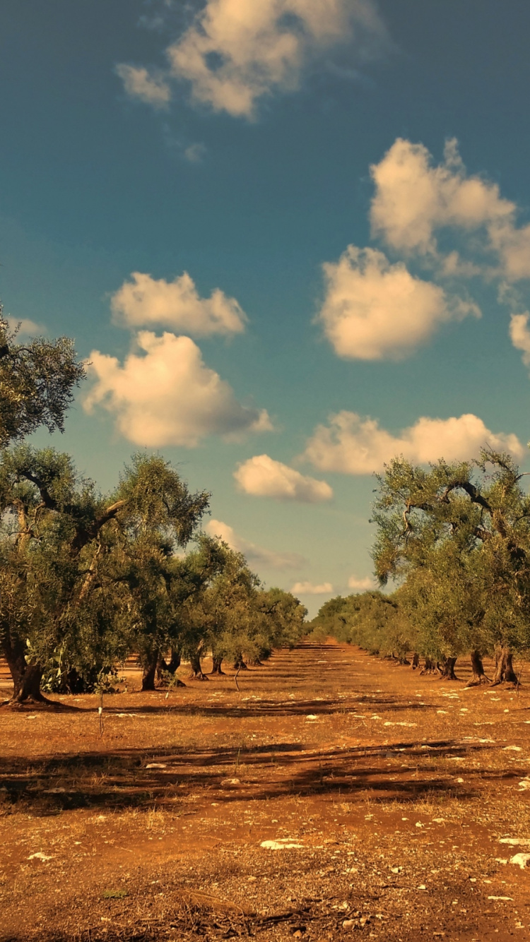 Brown, Cloud, Baum, Naturlandschaft, Holz. Wallpaper in 750x1334 Resolution