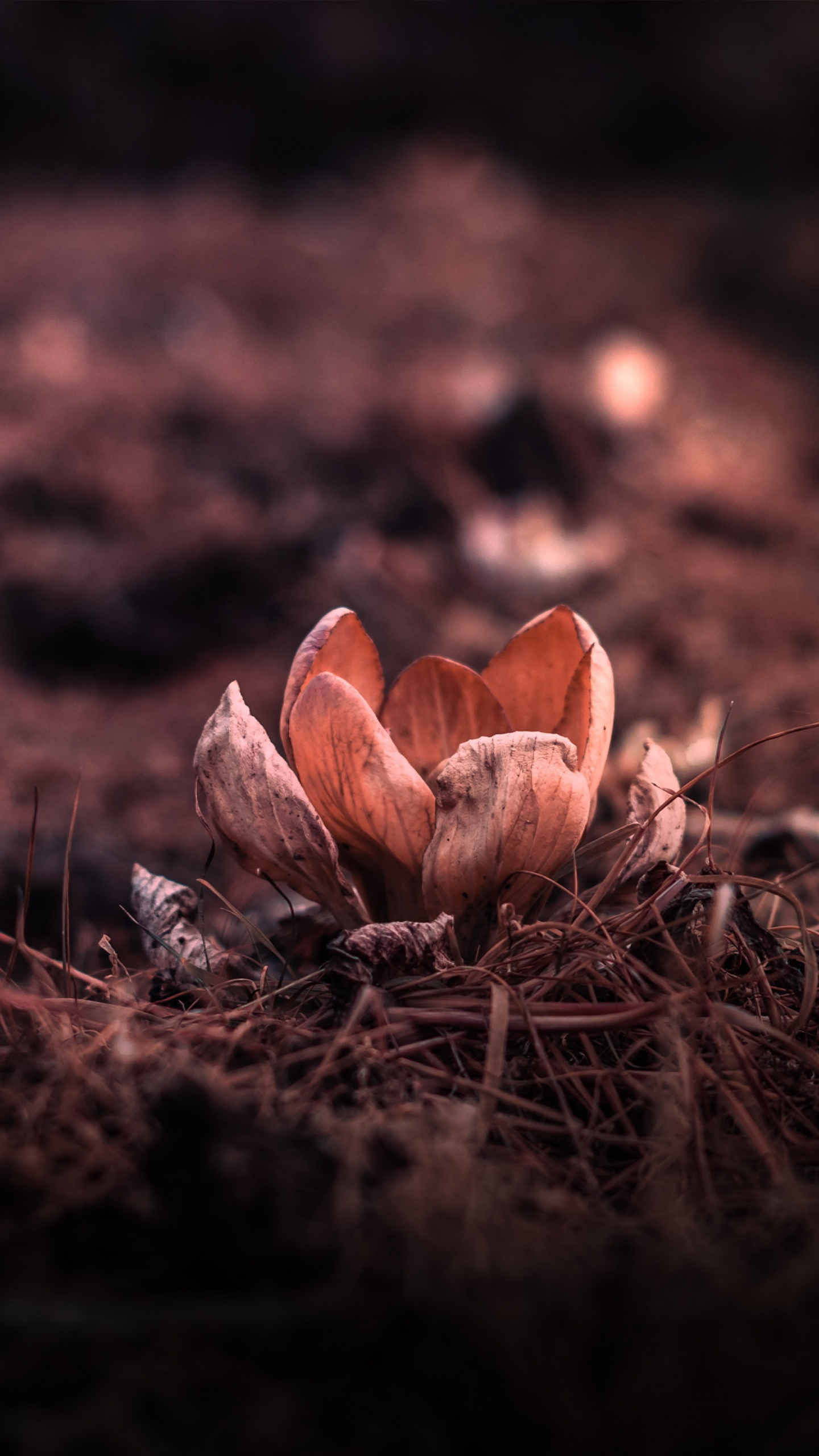 Braune Champignons Auf Braunen Getrockneten Blättern. Wallpaper in 1440x2560 Resolution