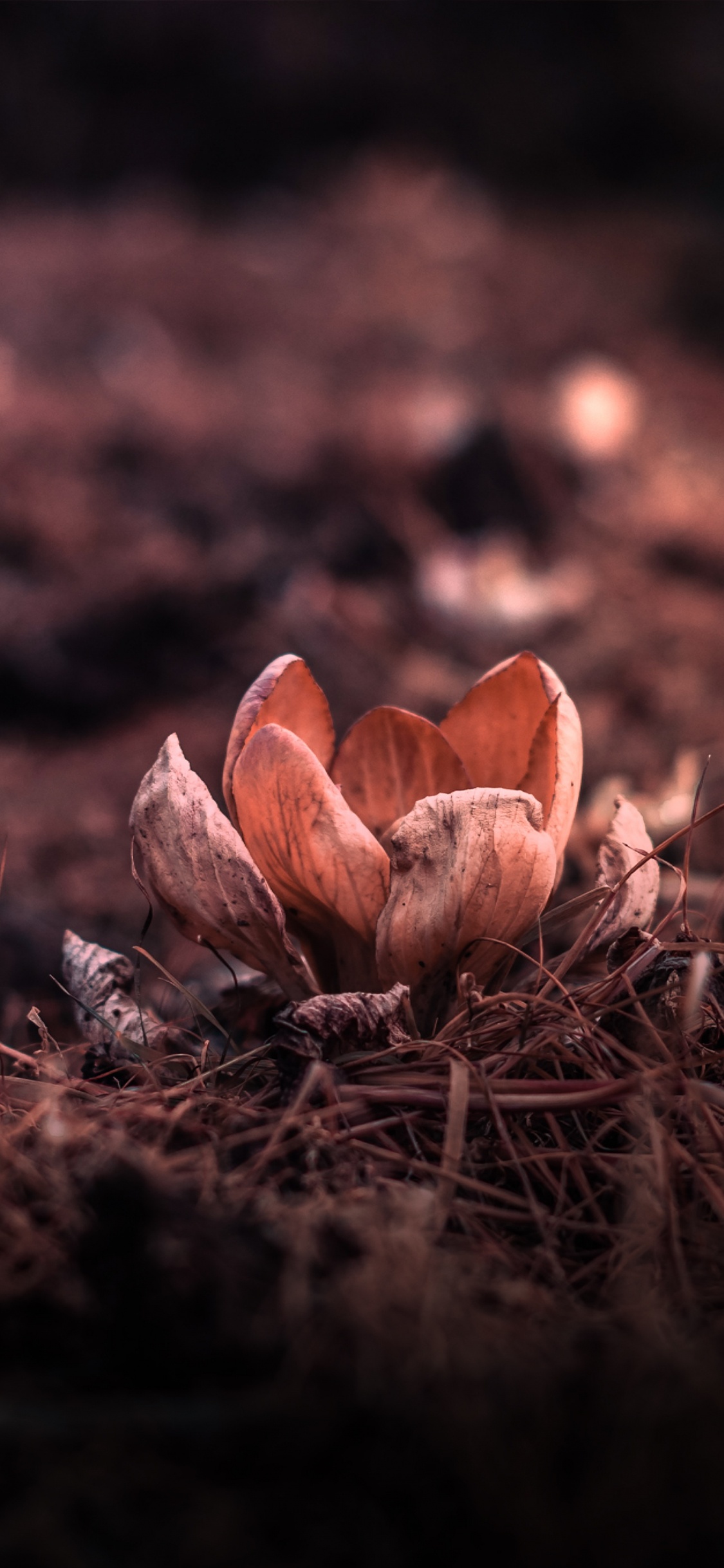 Brown Mushrooms on Brown Dried Leaves. Wallpaper in 1125x2436 Resolution