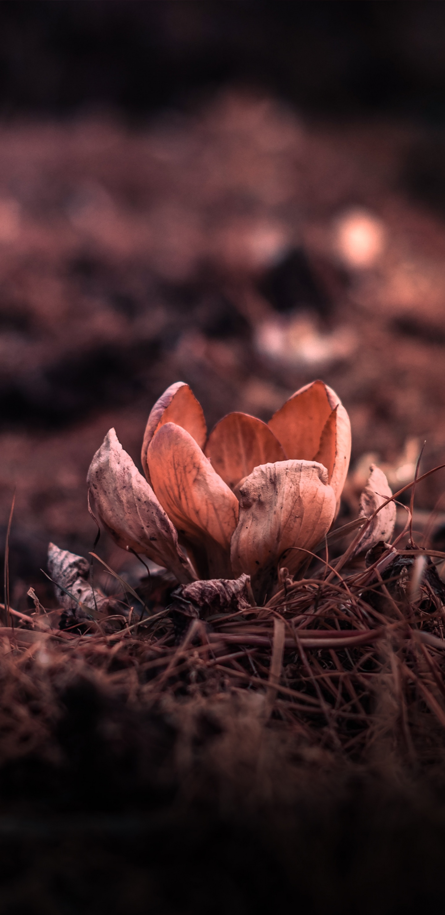 Brown Mushrooms on Brown Dried Leaves. Wallpaper in 1440x2960 Resolution