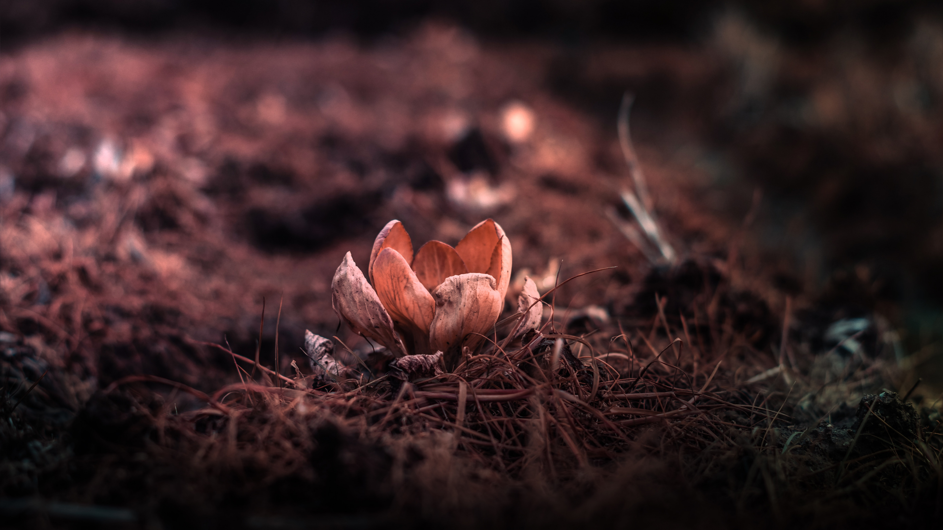 Brown Mushrooms on Brown Dried Leaves. Wallpaper in 3840x2160 Resolution