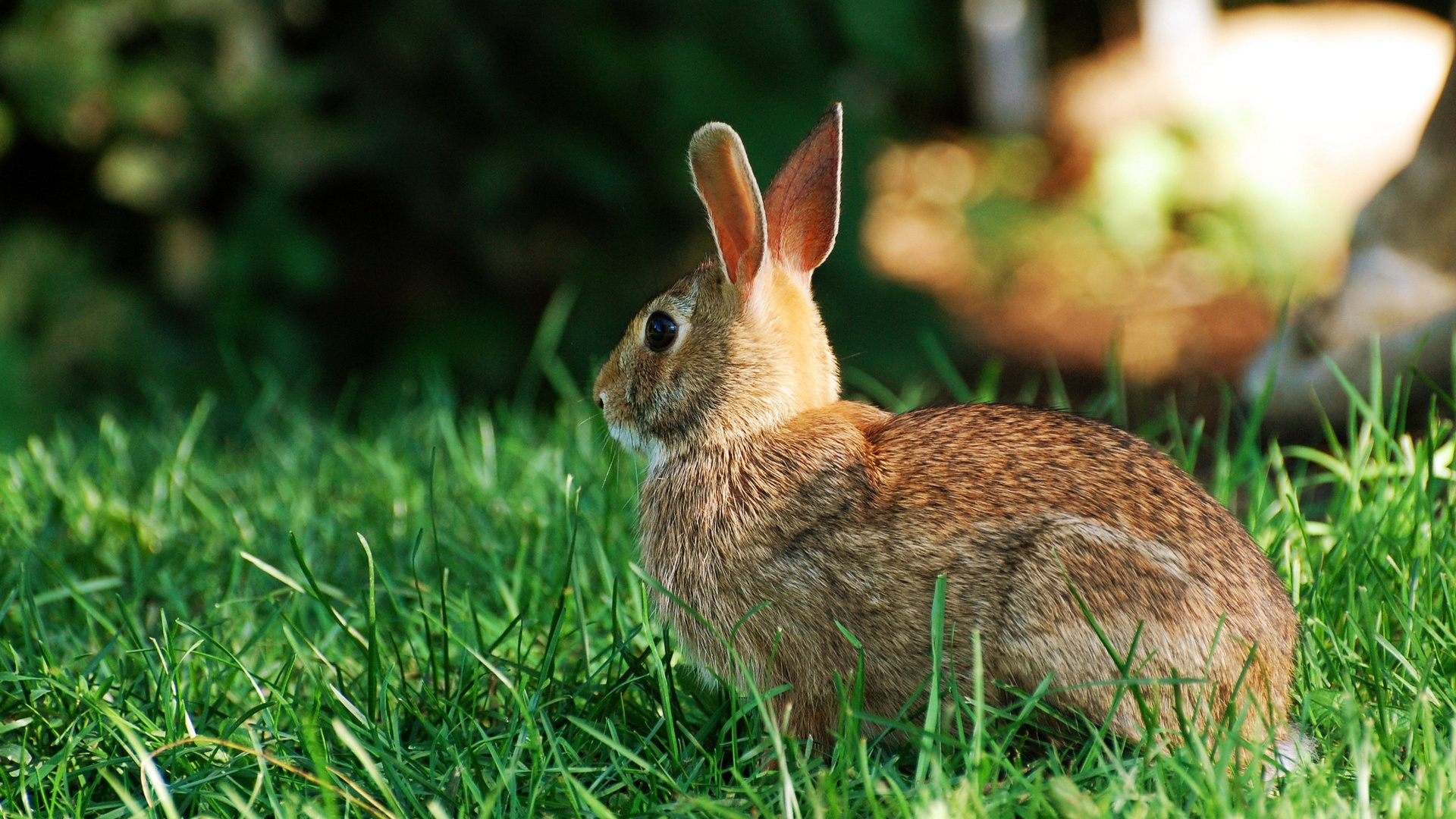 Lapin Brun Sur L'herbe Verte Pendant la Journée. Wallpaper in 1920x1080 Resolution