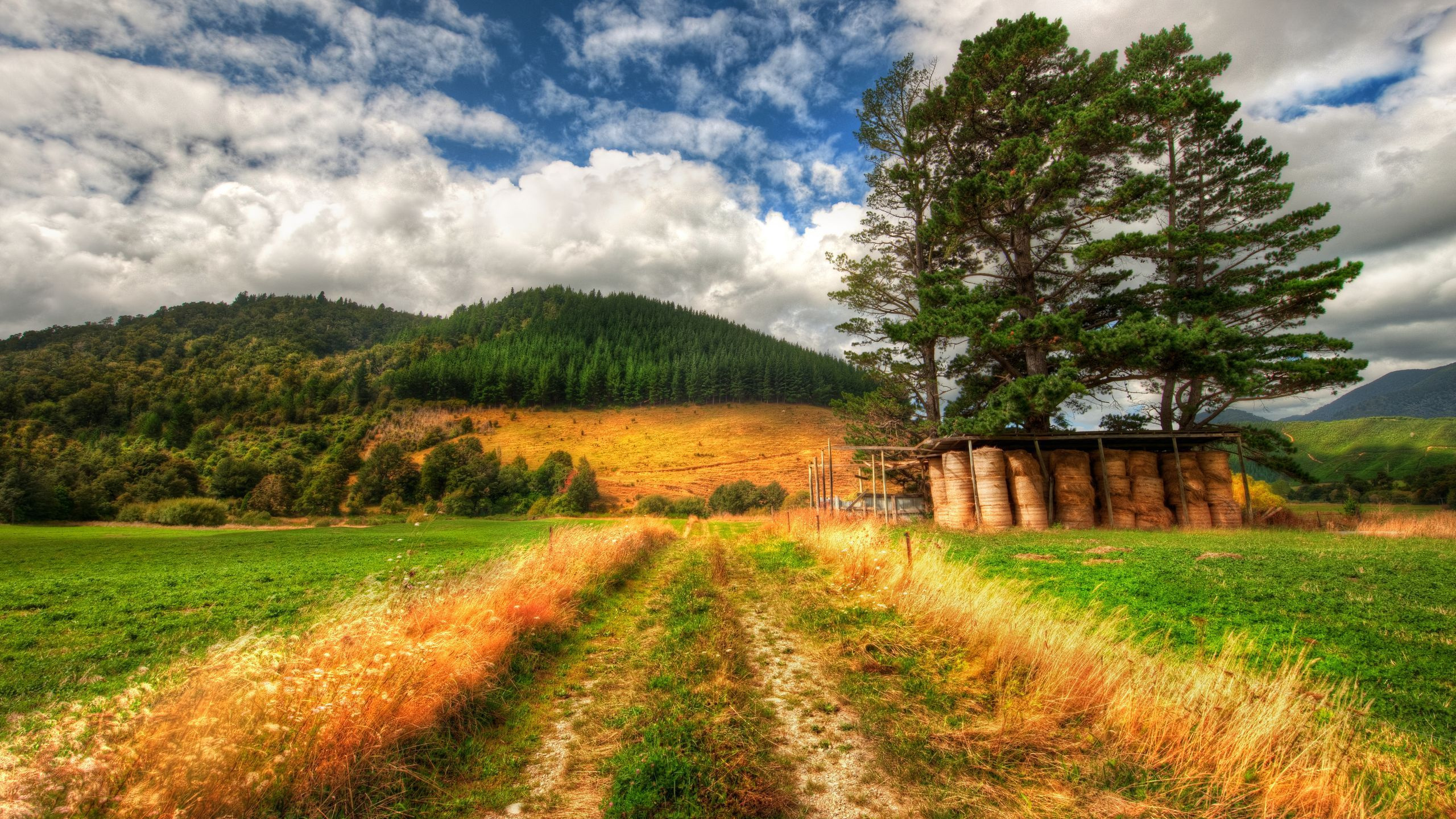 Green Trees on Brown Grass Field Under Blue Sky During Daytime. Wallpaper in 2560x1440 Resolution
