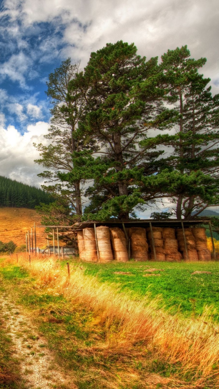 Green Trees on Brown Grass Field Under Blue Sky During Daytime. Wallpaper in 720x1280 Resolution