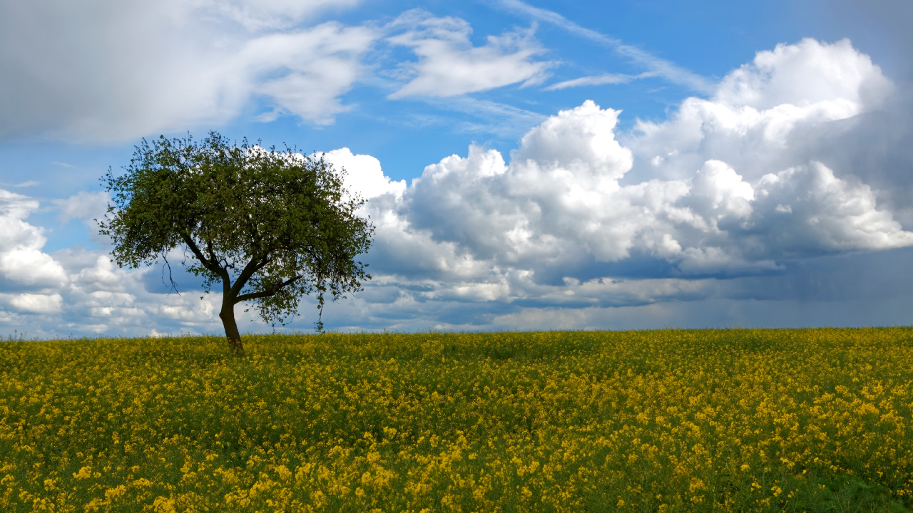 Green Grass Field Under Blue Sky and White Clouds During Daytime. Wallpaper in 1280x720 Resolution