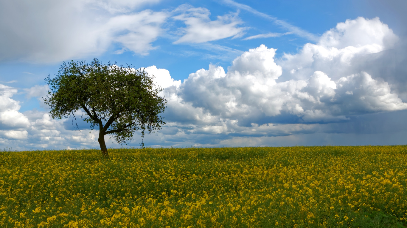 Grüne Wiese Unter Blauem Himmel Und Weißen Wolken Tagsüber. Wallpaper in 1366x768 Resolution