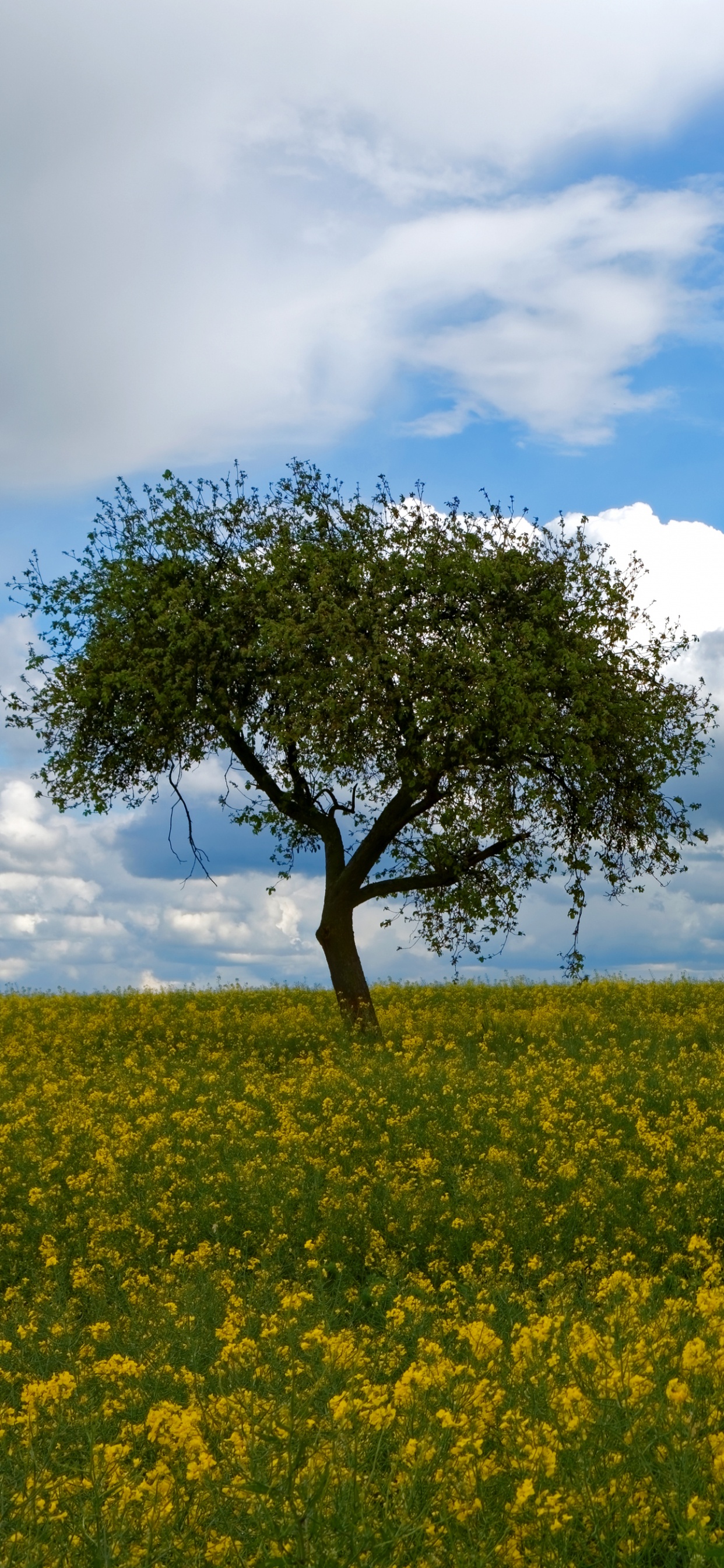 性质, 油菜, 草地上, 黄色的, 放牧 壁纸 1242x2688 允许