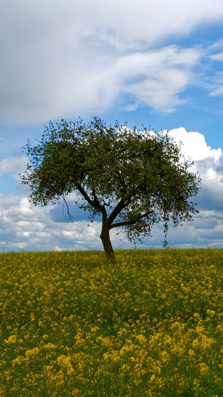 性质, 油菜, 草地上, 黄色的, 放牧 壁纸 720x1280 允许