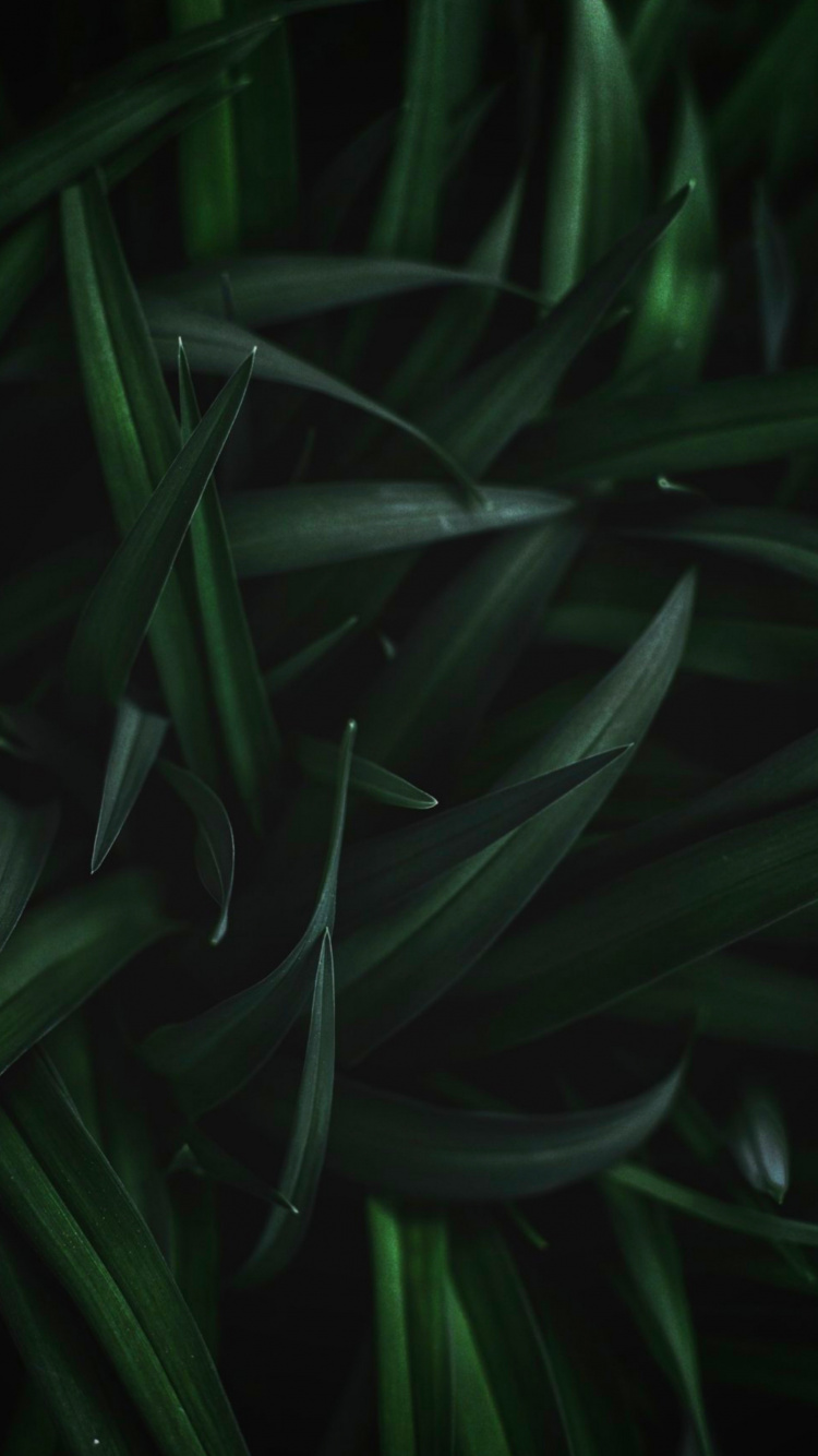 Blatt, Pflanzen-Stammzellen, Terrestrische Pflanzen, Gras, Wasser. Wallpaper in 750x1334 Resolution