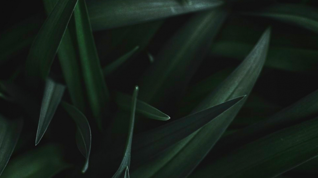 Feuille, Tige de la Plante, Plante Terrestre, Eau, la Floraison de la Plante. Wallpaper in 1280x720 Resolution