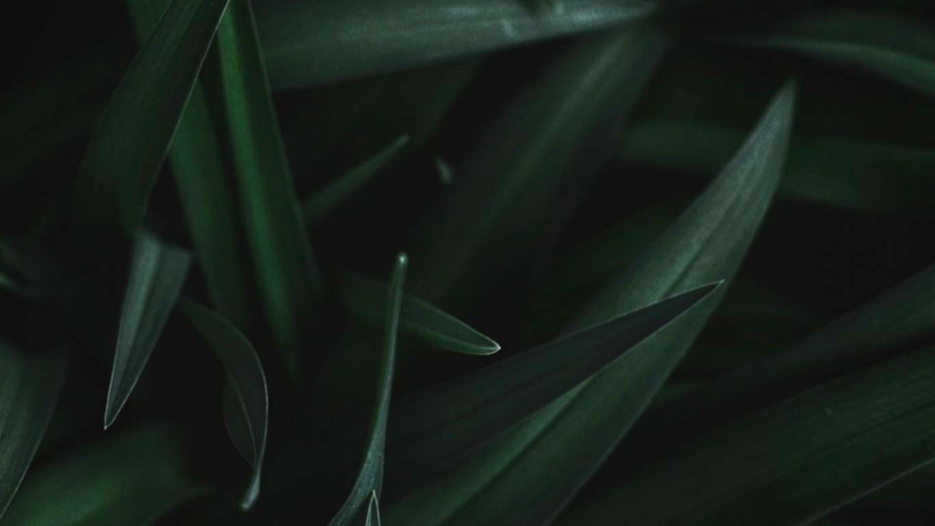 Feuille, Tige de la Plante, Plante Terrestre, Eau, la Floraison de la Plante. Wallpaper in 1366x768 Resolution