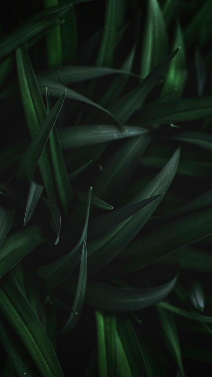 Feuille, Tige de la Plante, Plante Terrestre, Eau, la Floraison de la Plante. Wallpaper in 720x1280 Resolution