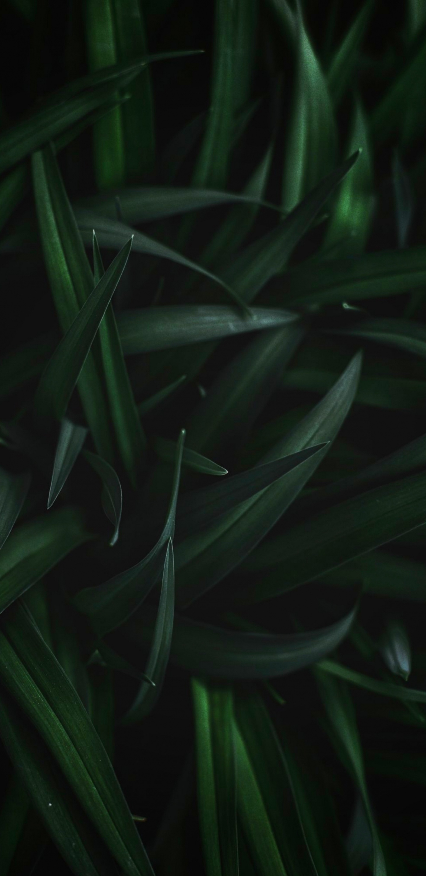 Leaf, Plant Stem, Plant, Terrestrial Plant, Flower. Wallpaper in 1440x2960 Resolution