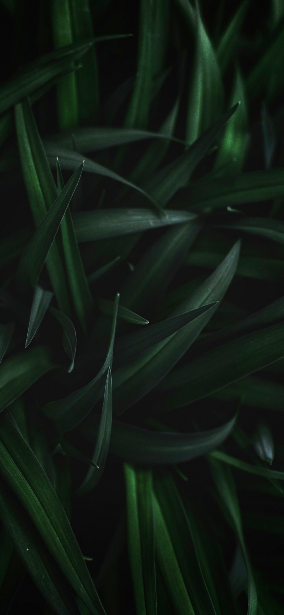 Tallo de la Planta, Planta Terrestre, Agua, la Floración de la Planta, Patrón. Wallpaper in 1125x2436 Resolution