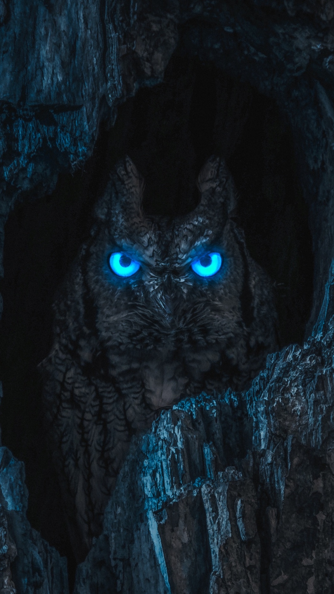 Eule, Butterscotch, Electric Blue, Terrestrische Tier, Fell. Wallpaper in 1080x1920 Resolution