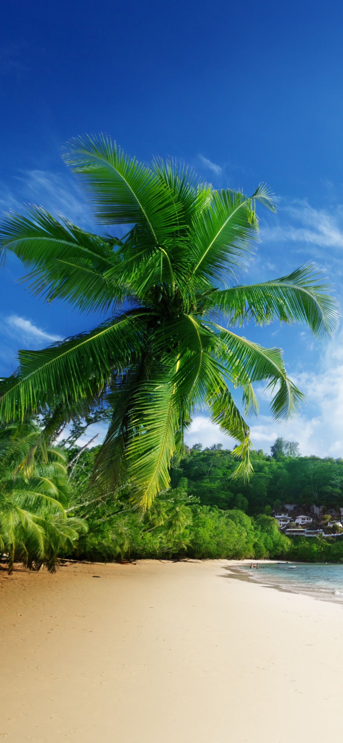 Green Palm Tree on White Sand Beach During Daytime. Wallpaper in 1125x2436 Resolution