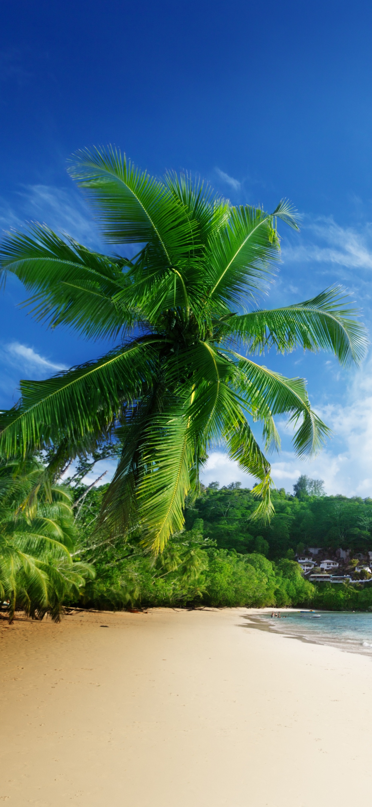 Green Palm Tree on White Sand Beach During Daytime. Wallpaper in 1242x2688 Resolution