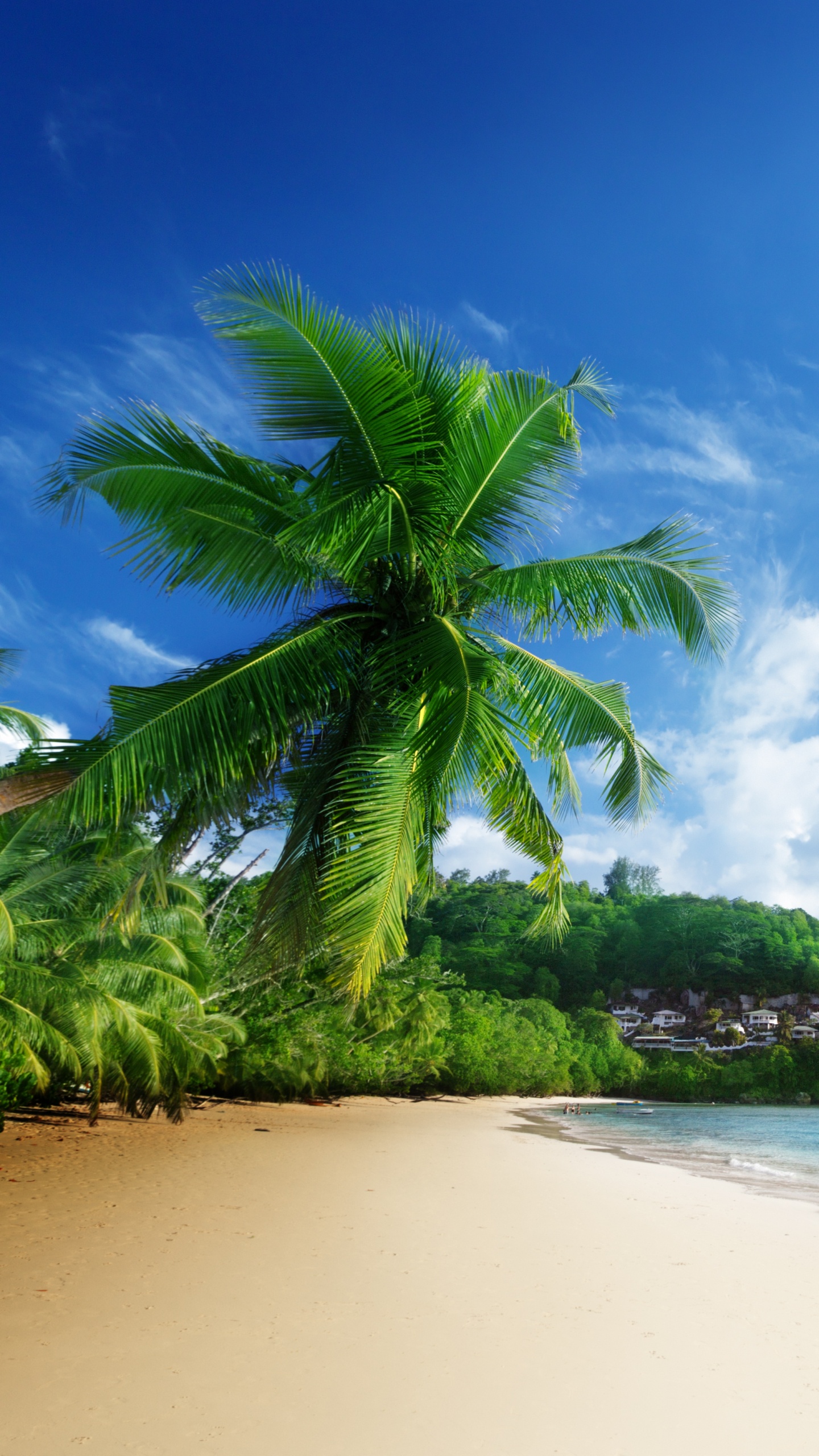 Green Palm Tree on White Sand Beach During Daytime. Wallpaper in 1440x2560 Resolution