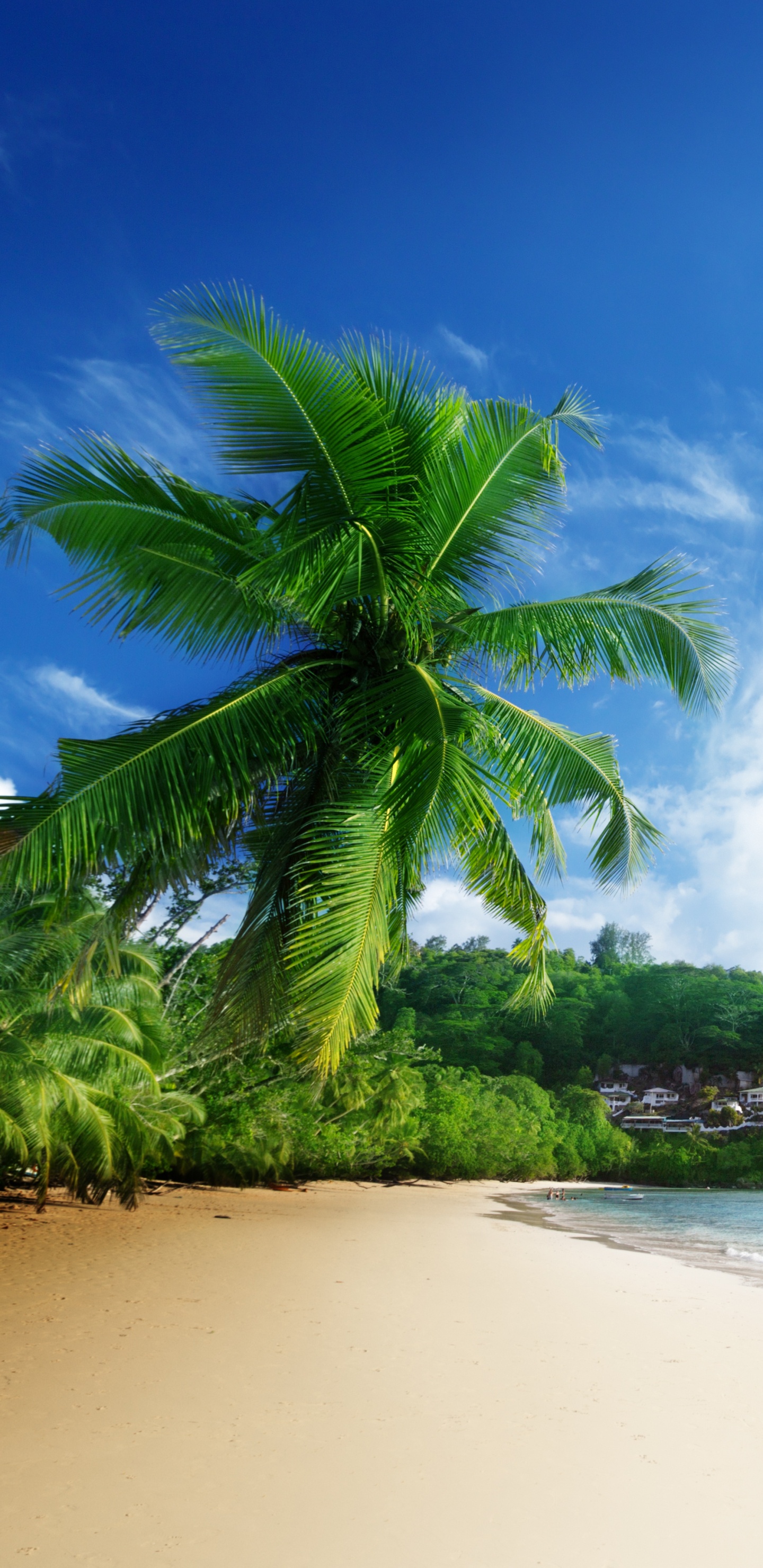 Green Palm Tree on White Sand Beach During Daytime. Wallpaper in 1440x2960 Resolution