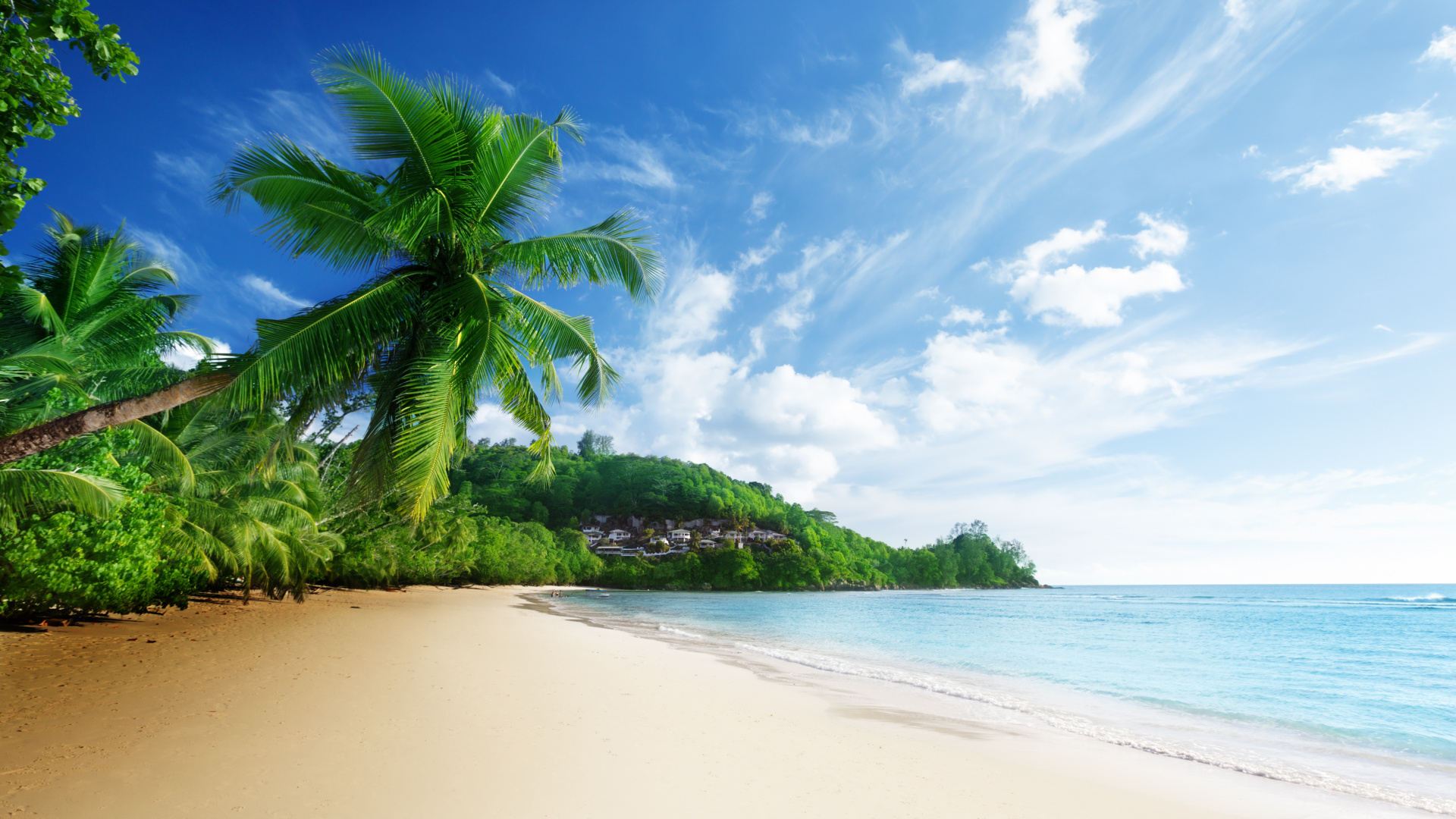 Green Palm Tree on White Sand Beach During Daytime. Wallpaper in 1920x1080 Resolution