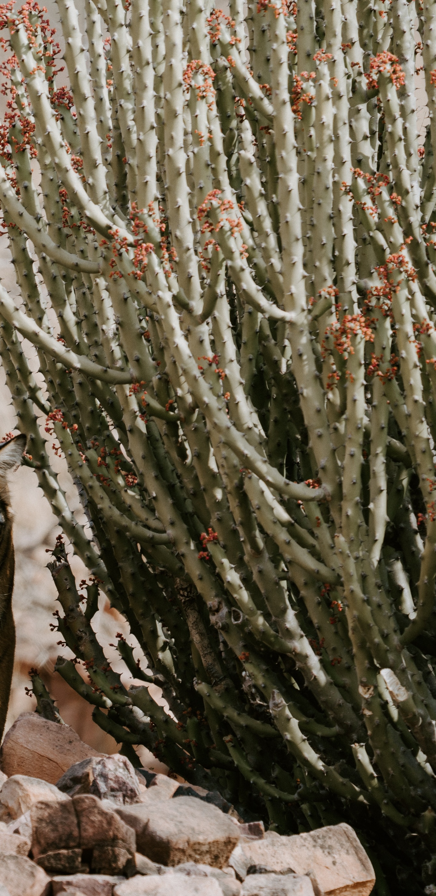 Ranthambore National Park, Kruger National Park, Keoladeo National Park, National Park, Chambal. Wallpaper in 1440x2960 Resolution