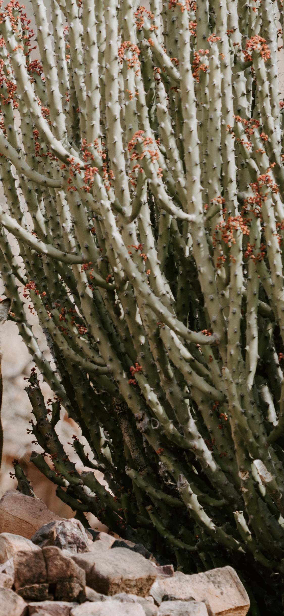 Ranthambore Nationalpark, Kruger National Park, Keoladeo Nationalpark, Nationalpark, Chambal. Wallpaper in 1125x2436 Resolution