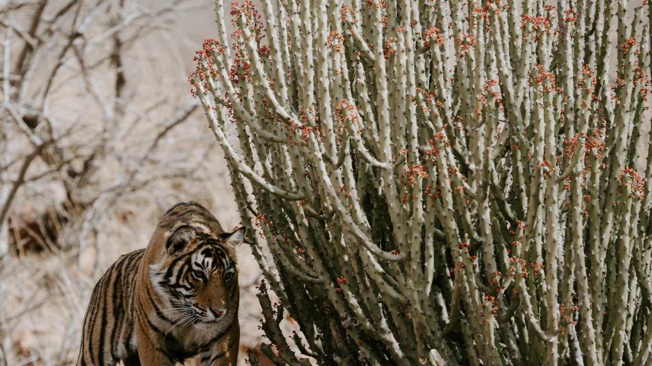 Ranthambore Nationalpark, Kruger National Park, Keoladeo Nationalpark, Nationalpark, Chambal. Wallpaper in 1280x720 Resolution