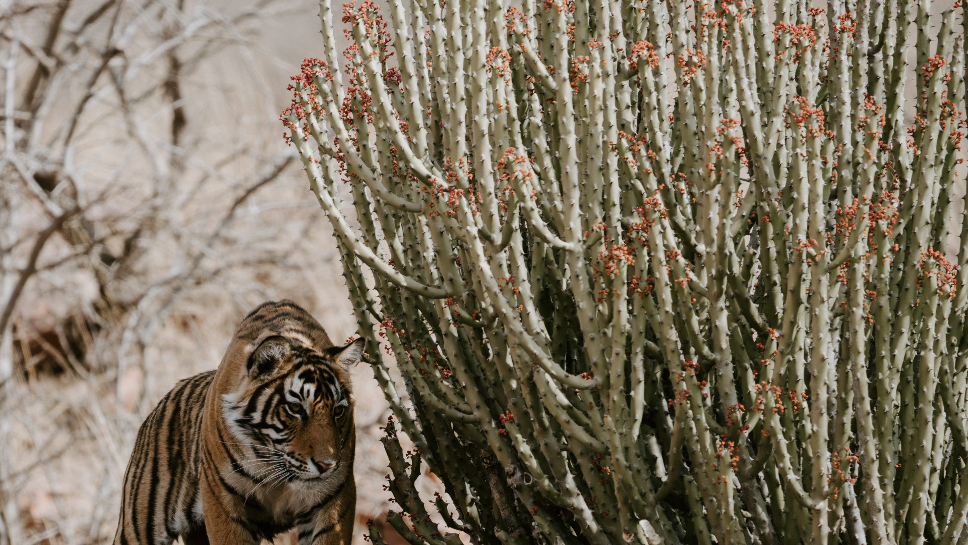 Ranthambore Nationalpark, Kruger National Park, Keoladeo Nationalpark, Nationalpark, Chambal. Wallpaper in 1920x1080 Resolution