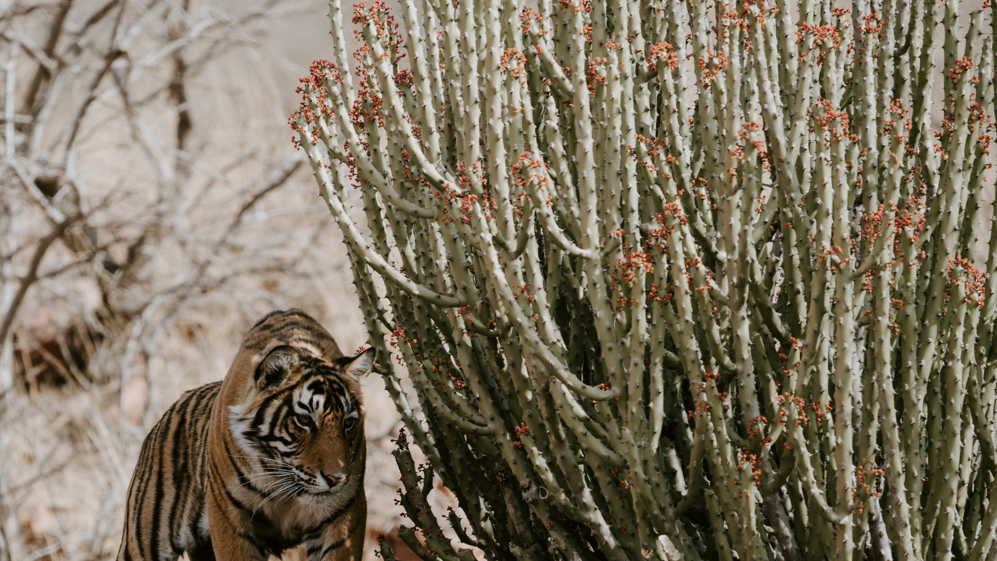 Ranthambore Nationalpark, Kruger National Park, Keoladeo Nationalpark, Nationalpark, Chambal. Wallpaper in 3840x2160 Resolution