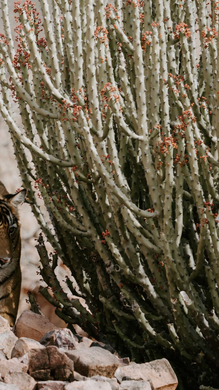 Ranthambore Nationalpark, Kruger National Park, Keoladeo Nationalpark, Nationalpark, Chambal. Wallpaper in 720x1280 Resolution