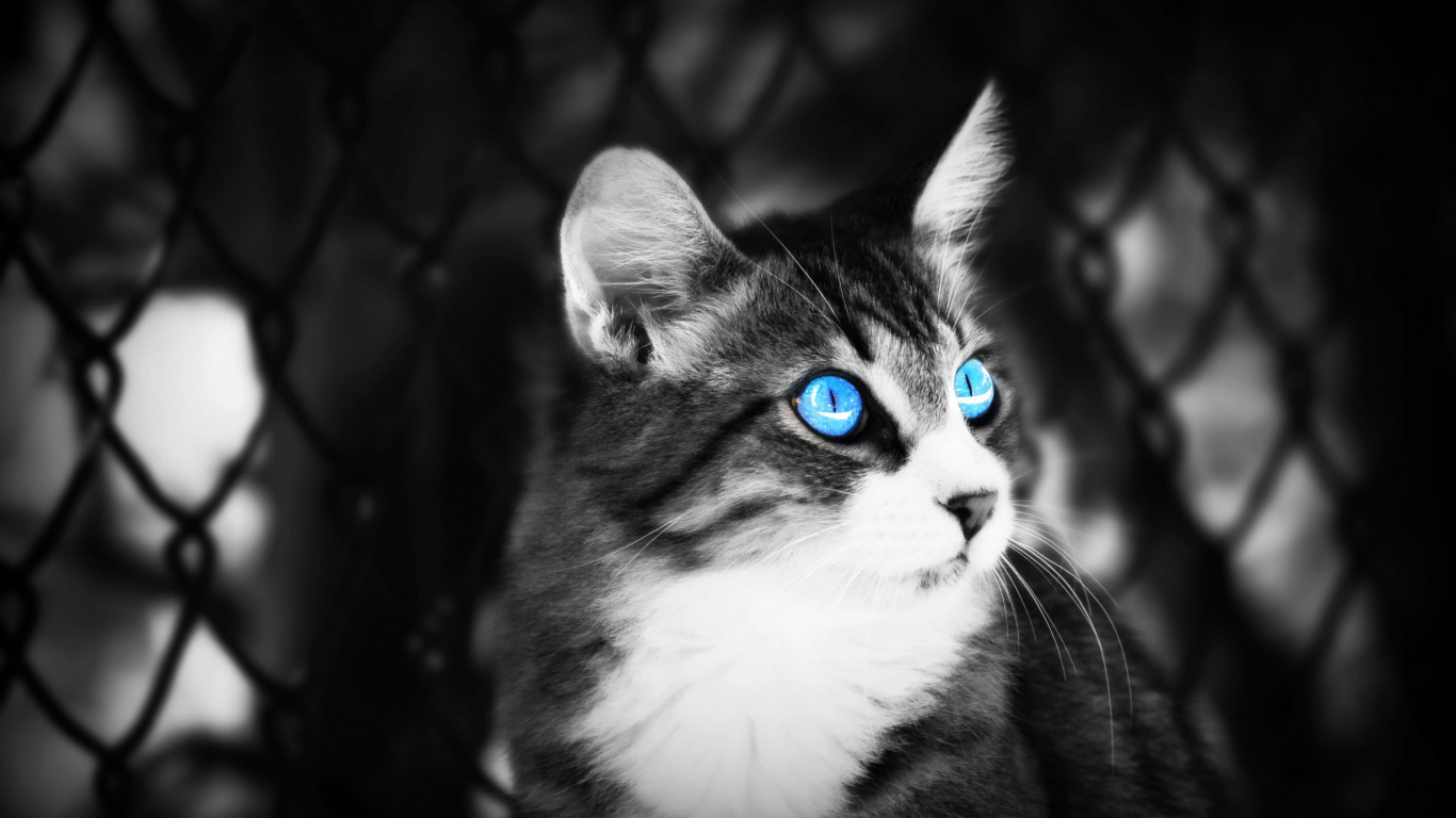 Gato Blanco y Negro en Fotografía en Escala de Grises. Wallpaper in 1366x768 Resolution