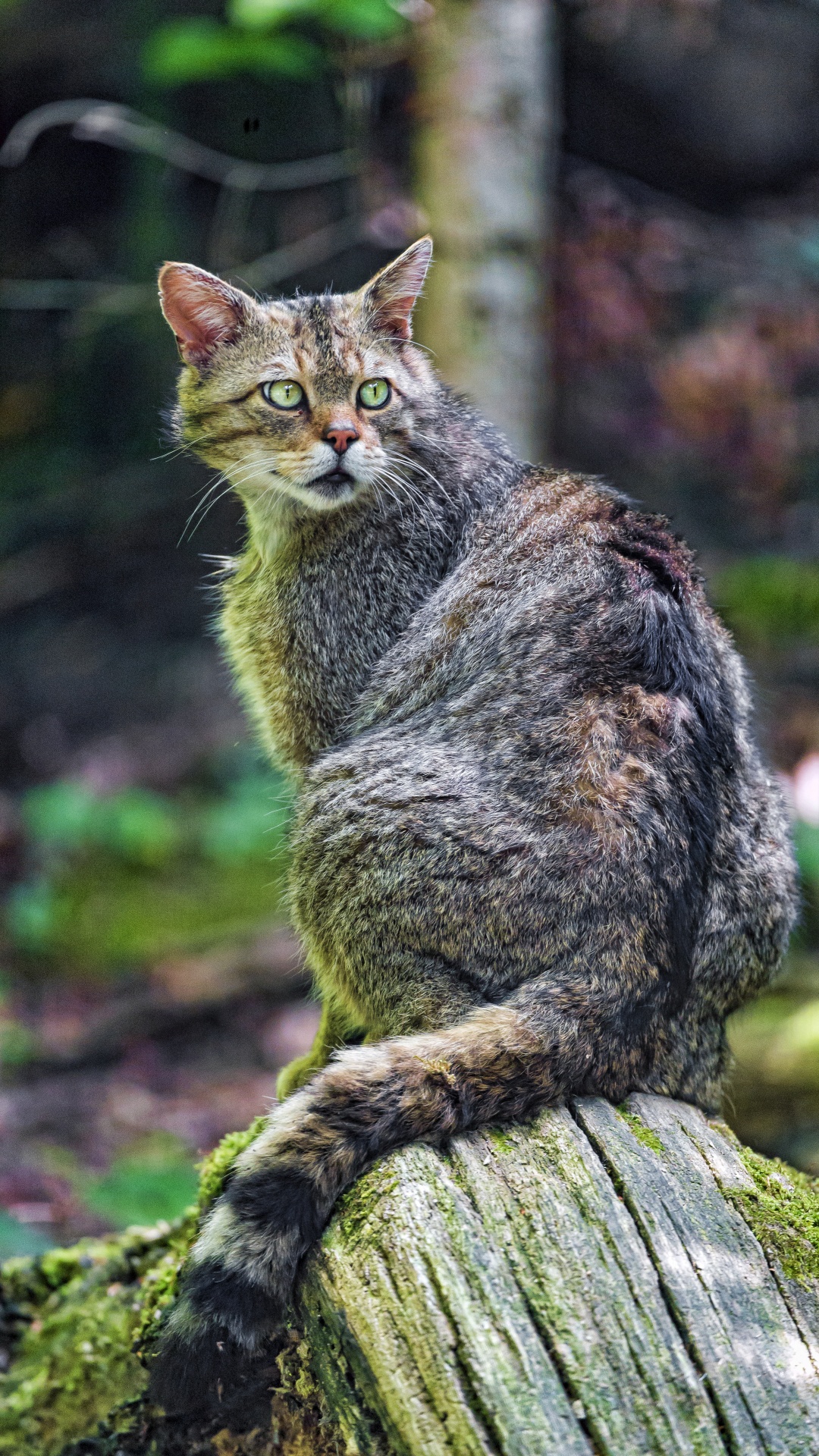 Brown Tabby Cat on Brown Tree Log. Wallpaper in 1080x1920 Resolution