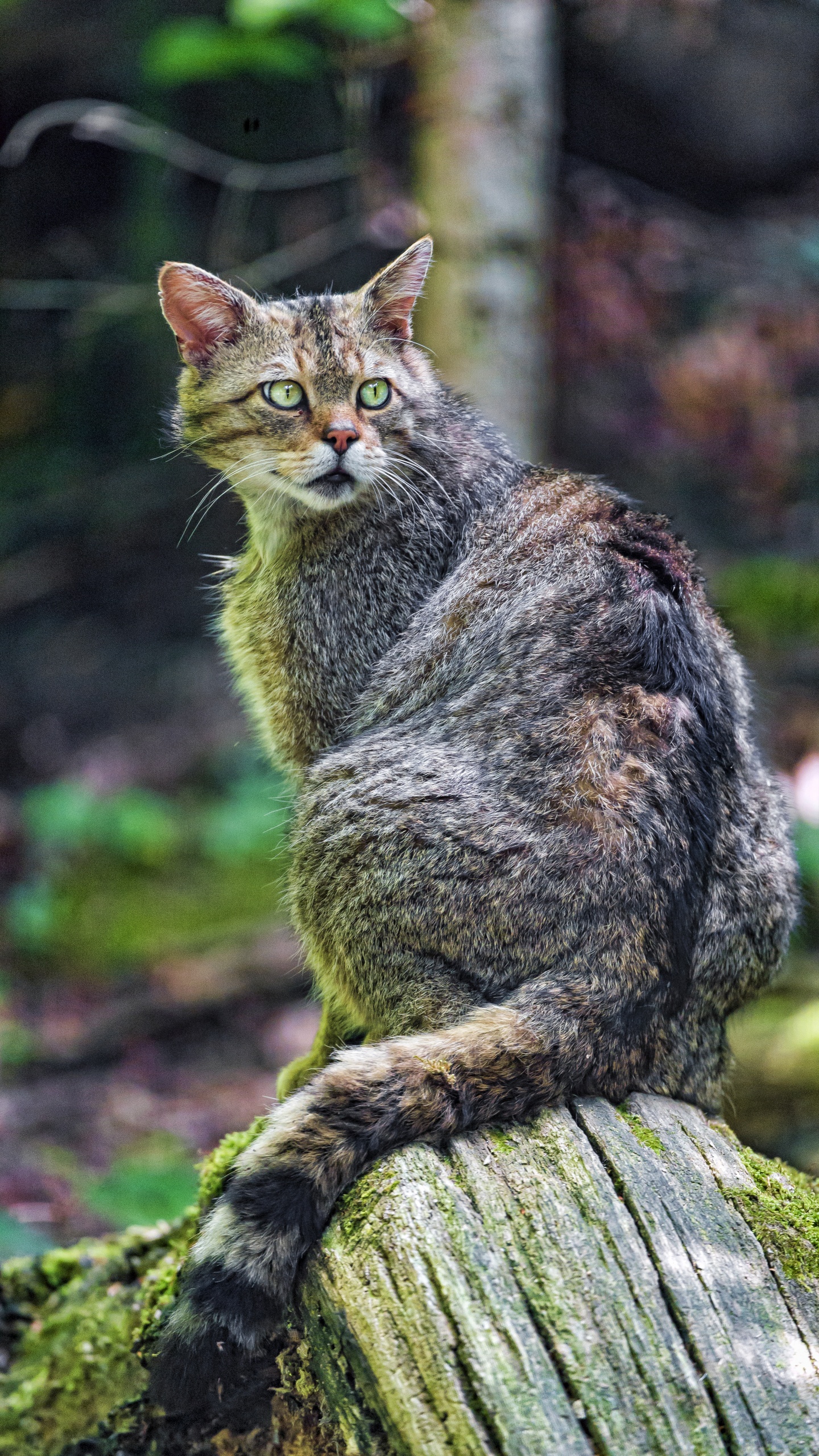 Brown Tabby Cat on Brown Tree Log. Wallpaper in 1440x2560 Resolution