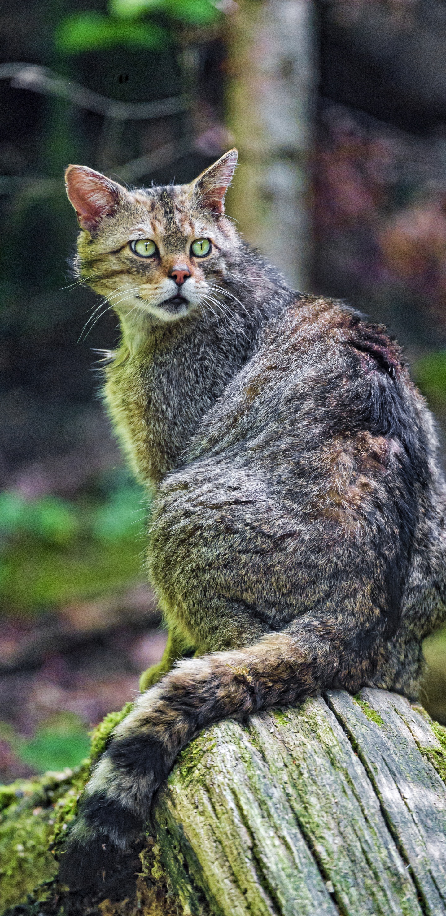Brown Tabby Cat on Brown Tree Log. Wallpaper in 1440x2960 Resolution