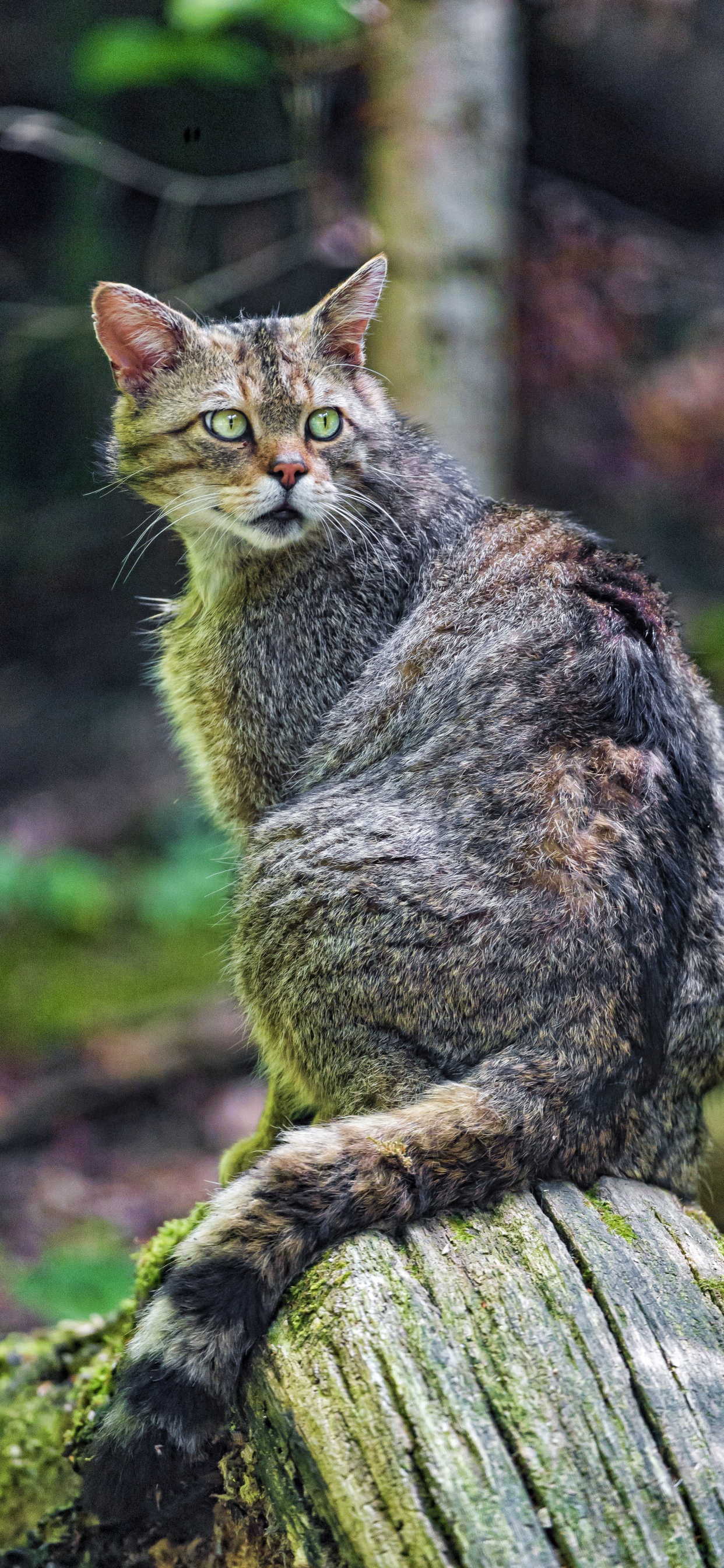 Chat Tigré Brun Sur Brown Tree Log. Wallpaper in 1242x2688 Resolution