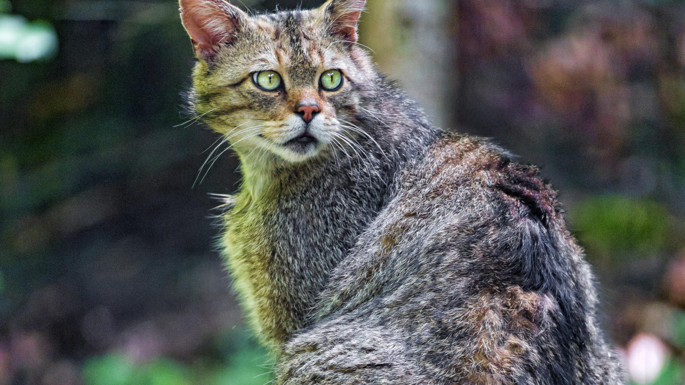 Braune Tabbykatze Auf Braunem Baumstamm. Wallpaper in 1366x768 Resolution