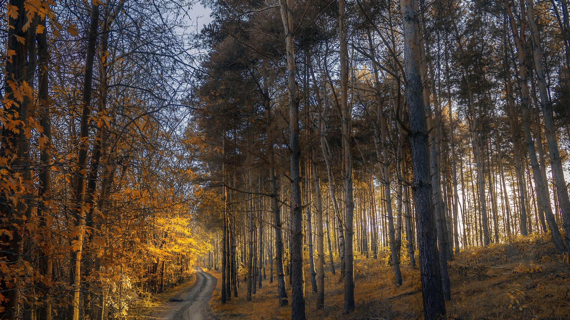 Arbres Bruns Sur Sol Brun. Wallpaper in 1920x1080 Resolution