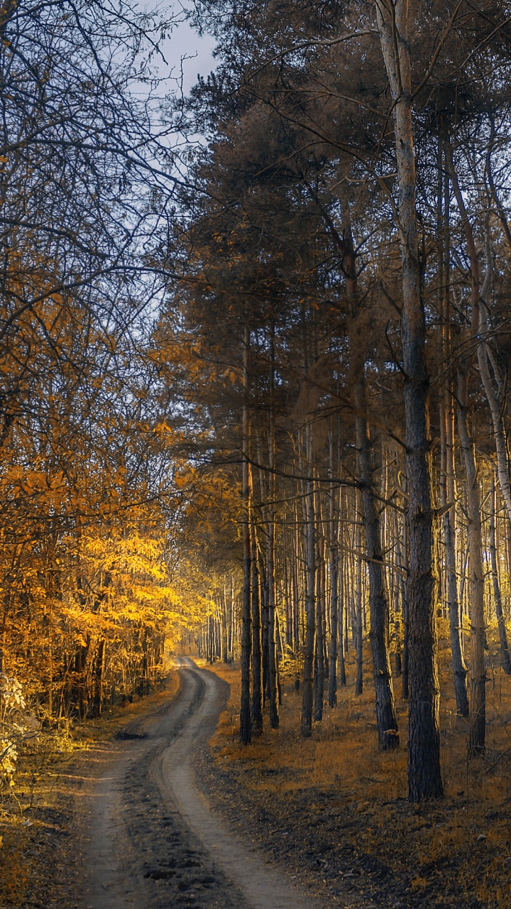 Arbres Bruns Sur Sol Brun. Wallpaper in 720x1280 Resolution