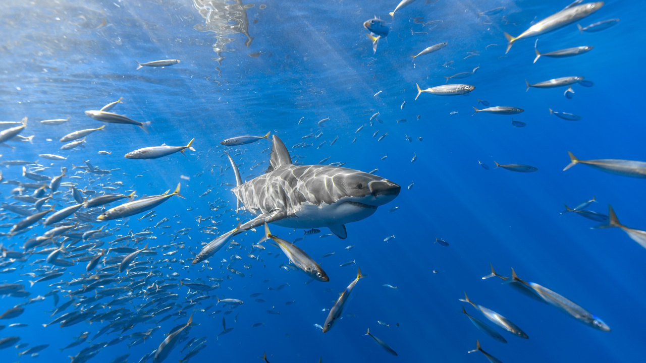 Fischschwarm im Wasser. Wallpaper in 1280x720 Resolution