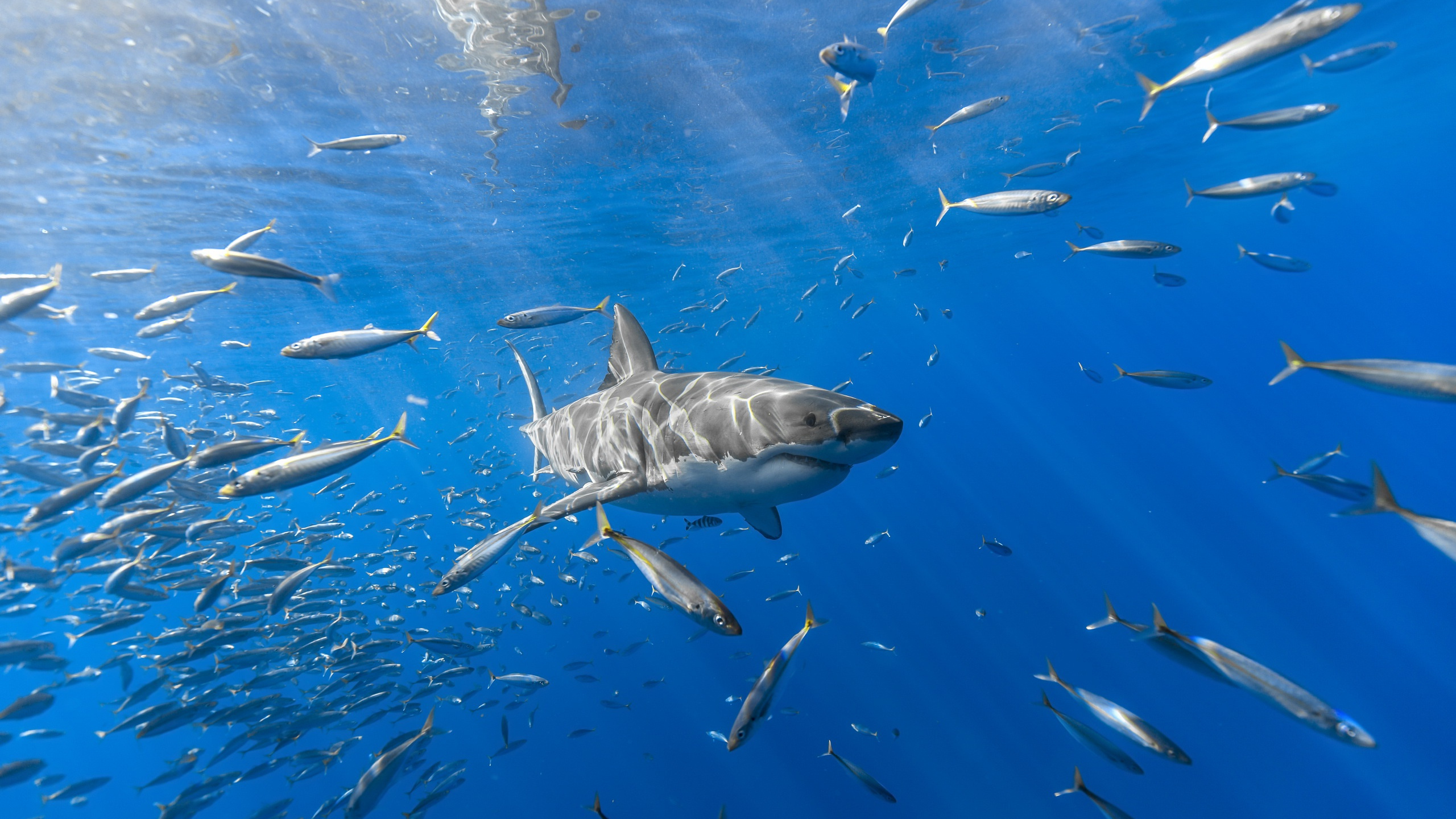 Fischschwarm im Wasser. Wallpaper in 2560x1440 Resolution