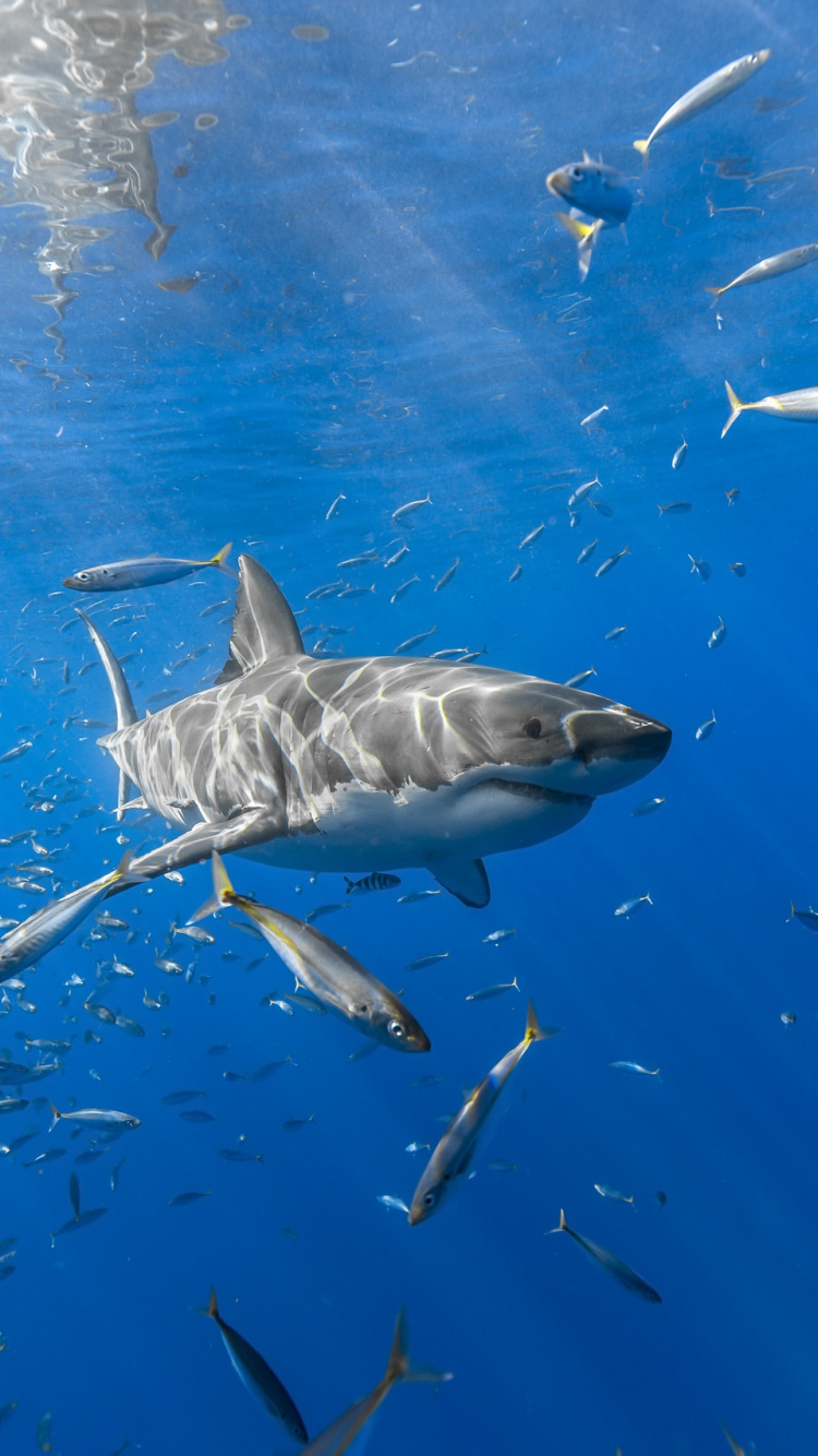 Fischschwarm im Wasser. Wallpaper in 750x1334 Resolution