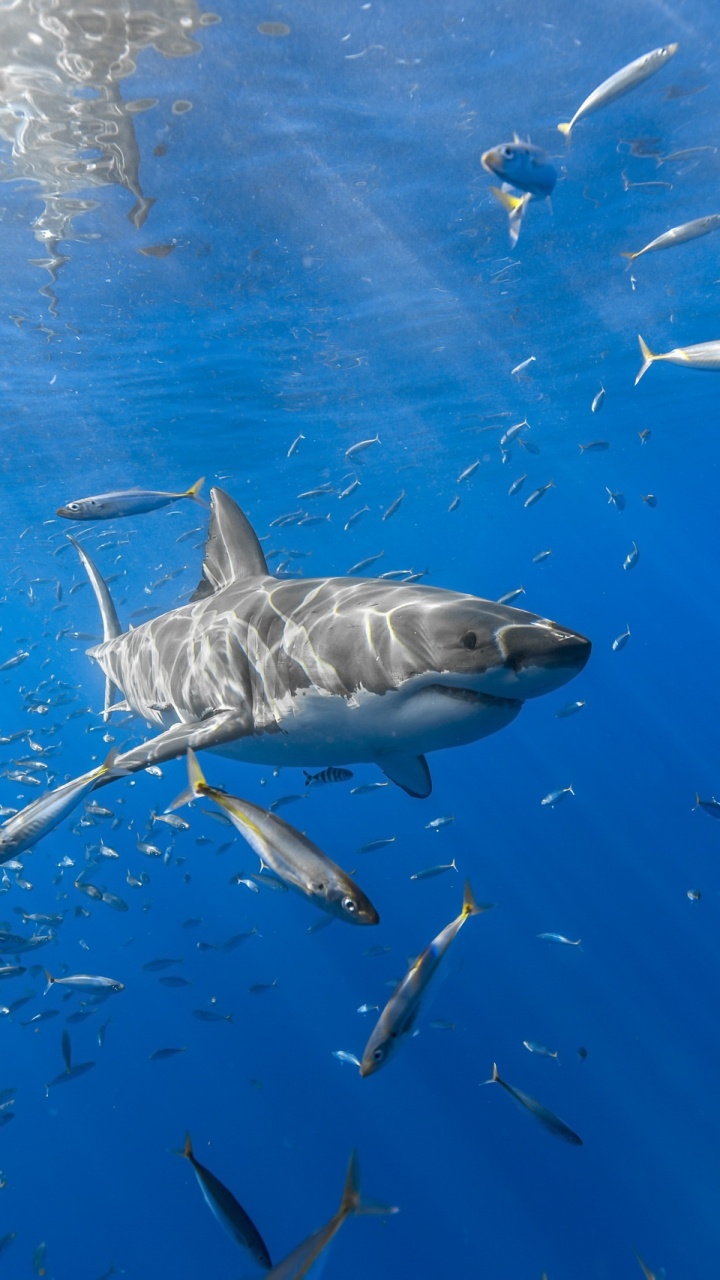 School of Fish in Water. Wallpaper in 720x1280 Resolution