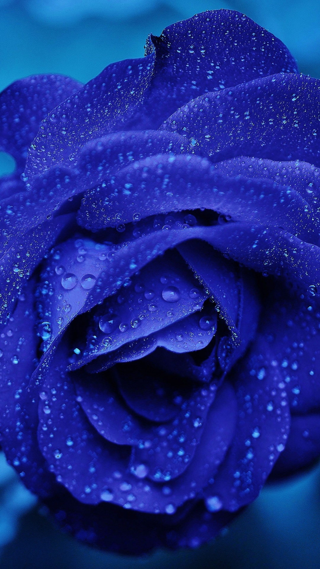 Purple Flower in Close up Photography. Wallpaper in 1080x1920 Resolution