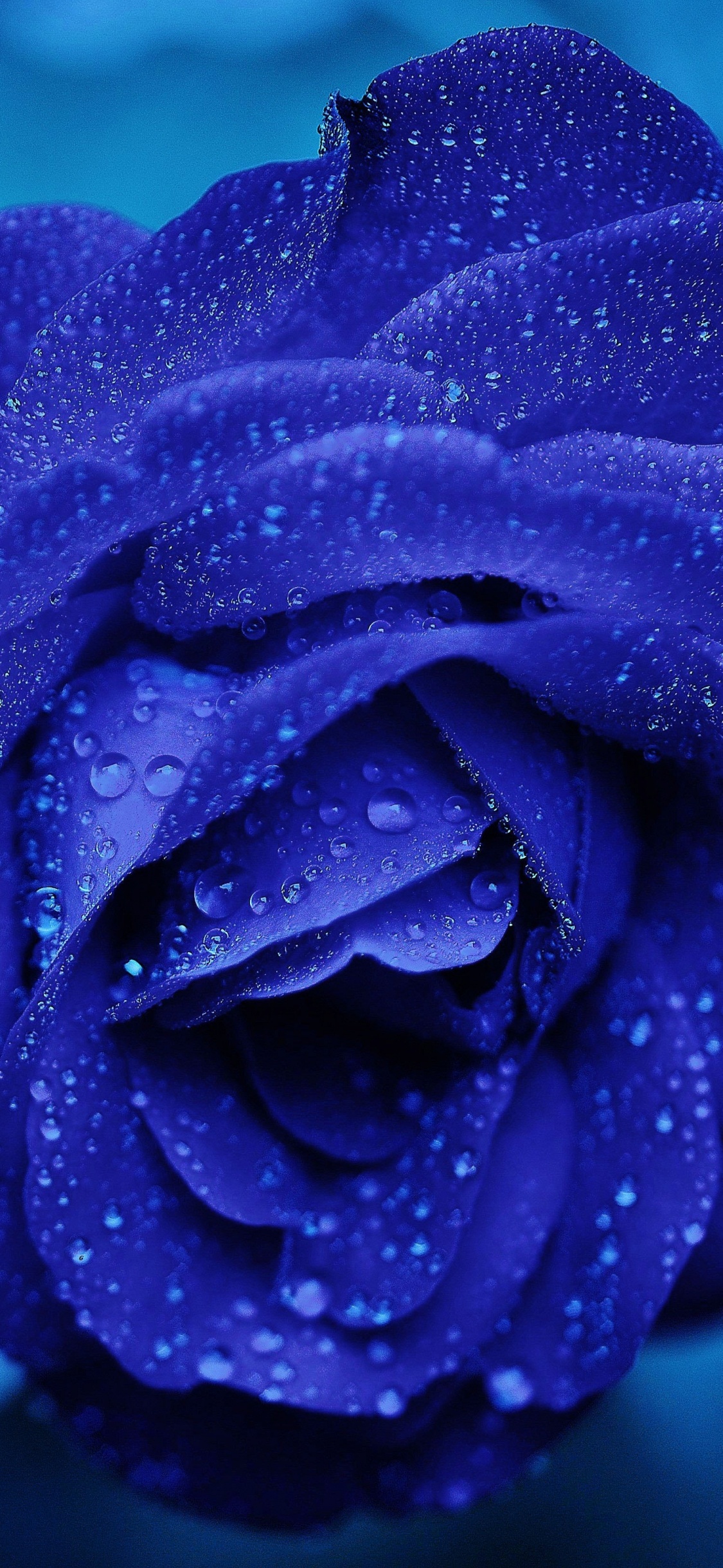 Fleur Violette en Photographie Rapprochée. Wallpaper in 1125x2436 Resolution